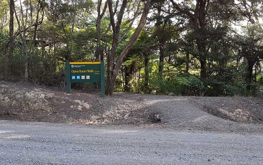 Opua Kauri Walk, Northland, New Zealand