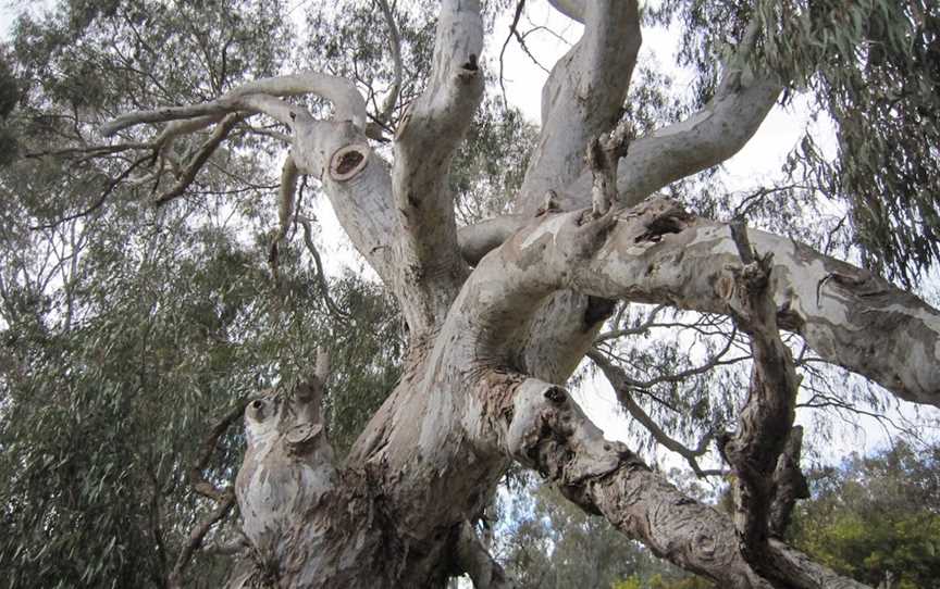 Wangaratta's Significant Trees Walks, Wangaratta, VIC