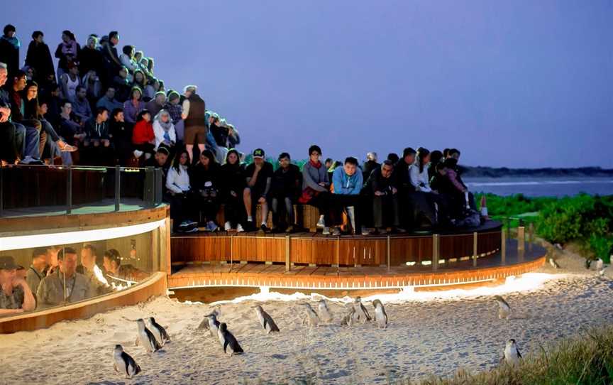 Phillip Island Penguin Parade, Summerlands, VIC