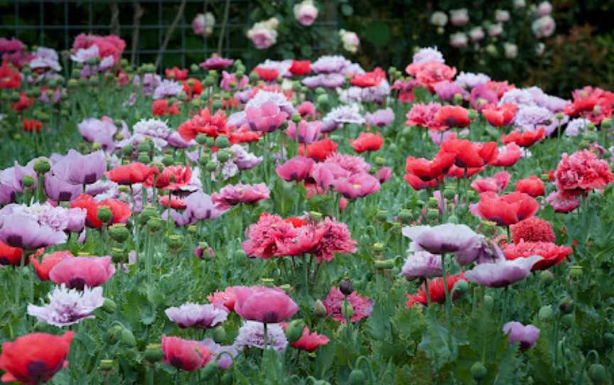 Alowyn Gardens, Yarra Glen, VIC