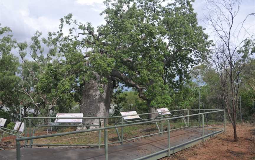 Gregory’s Tree, Timber Creek, Gregory, NT