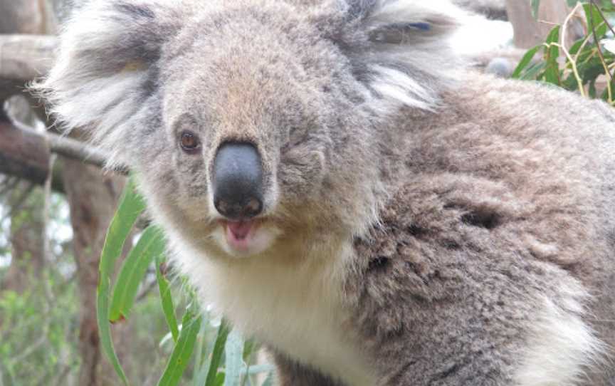 Koala Conservation Reserve, Rhyll, VIC