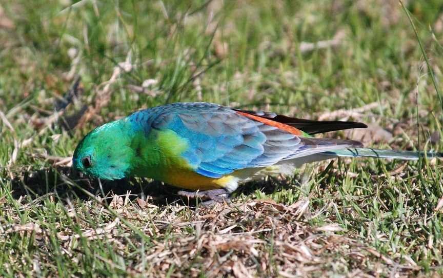 Chinamans Island Nature Reserve, Yarrawonga, VIC