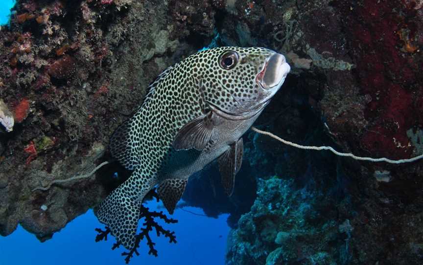 Barracuda Bommie Dive Site, Port Douglas, QLD