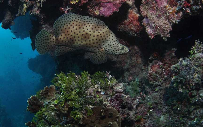 Stepping Stones Dive Site, Hamilton Island, QLD