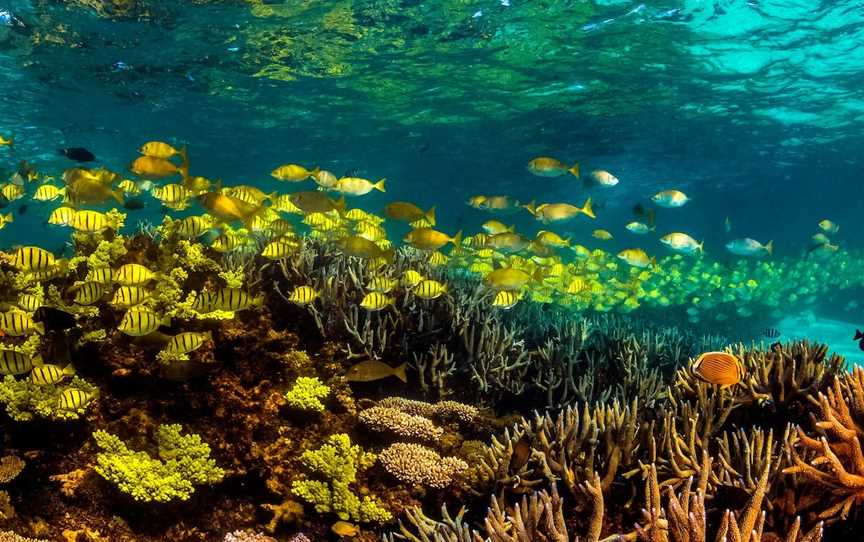 Snorkel the Ningaloo Reef, Cape Range National Park, WA