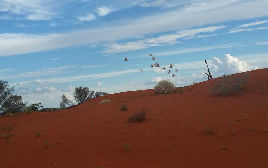 Windorah Sand Hills, Windorah, QLD