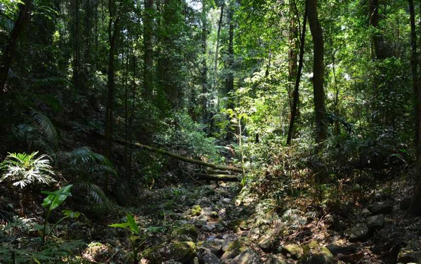 Lyrebird Link track, Dorrigo Mountain, NSW