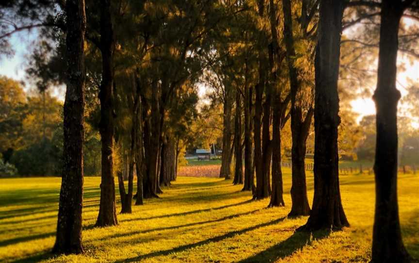 Morpeth Avenue of Trees, Morpeth, NSW