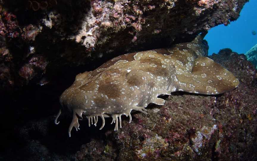 Egg Rock Dive Site, The Keppels, QLD