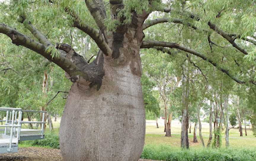 Roma's  Largest Bottle Tree, Roma, QLD