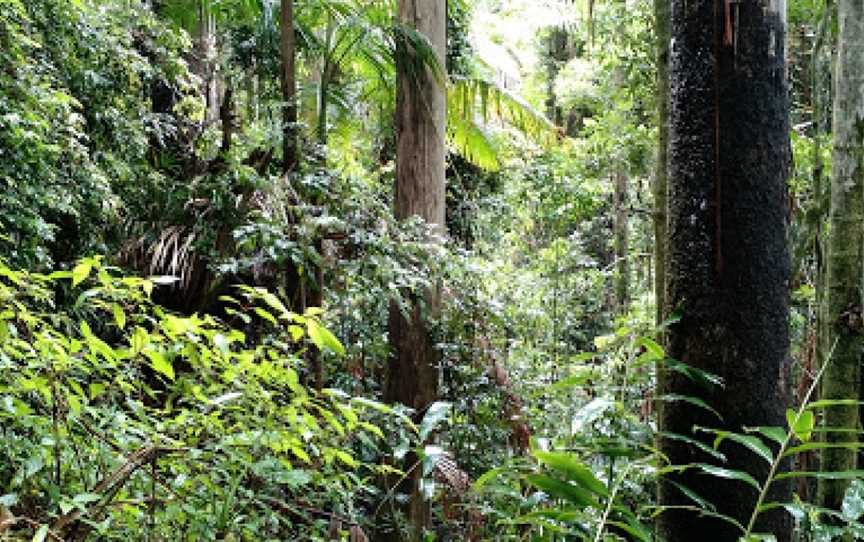 Rainforest Way Mt Warning View Circuit, Lismore, NSW