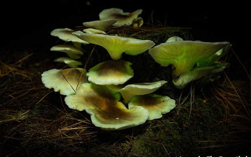 Ghost Mushroom Lane, Glencoe, SA