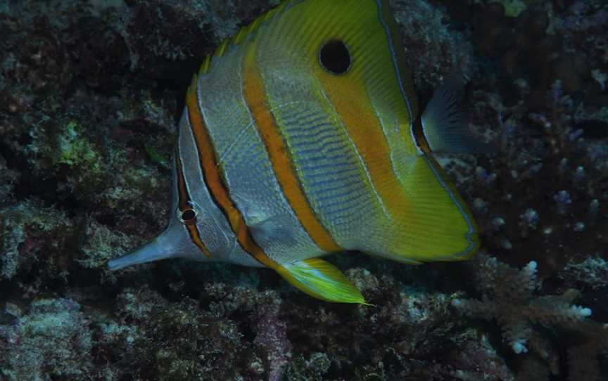 Wheeler Reef Dive Site, Townsville, QLD