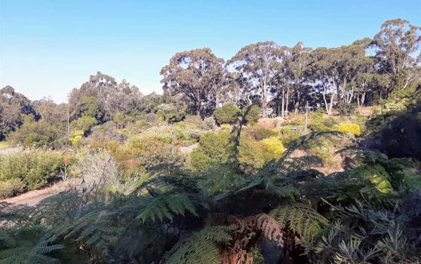 Illawarra Grevillea Park, Bulli, NSW