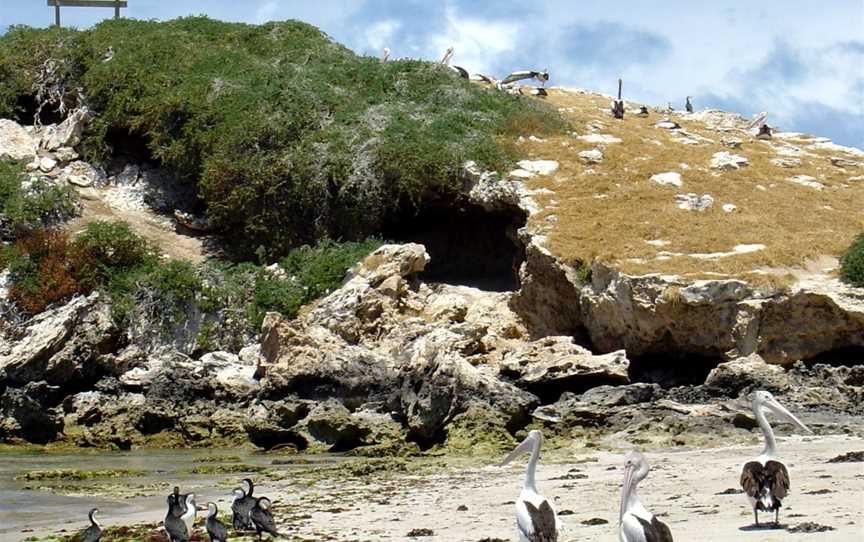 Penguin Island, Shoalwater, WA