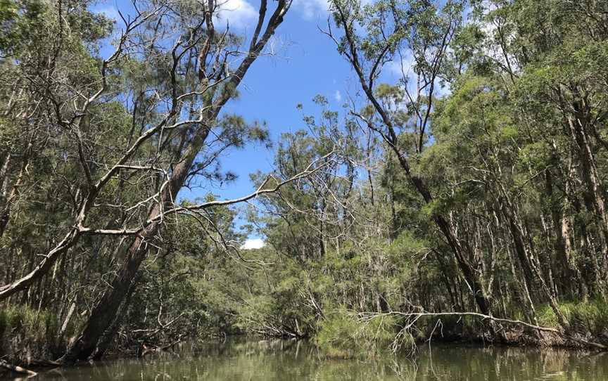 Queens Lake Nature Reserve, Jolly Nose, NSW