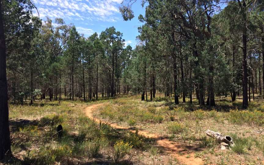 Kindra State Forest, Coolamon, NSW