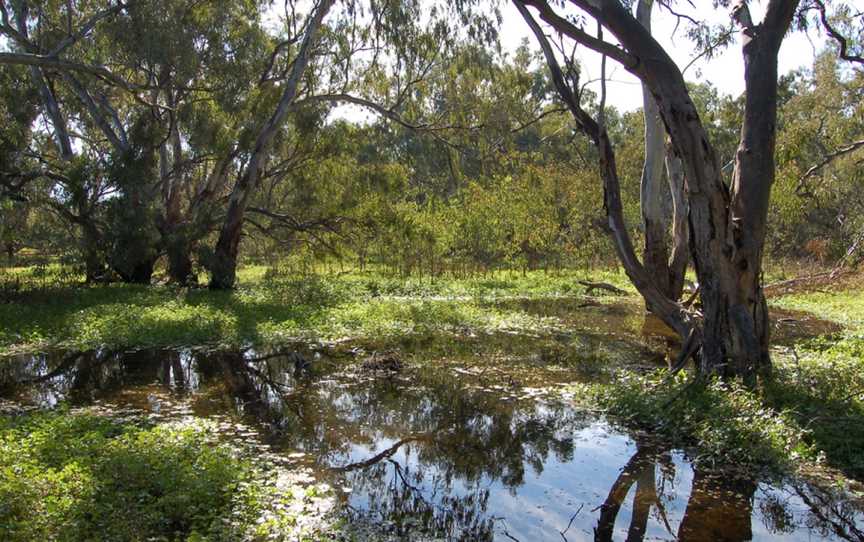 Macquarie Marshes Nature Reserve, Macquarie Marshes, NSW