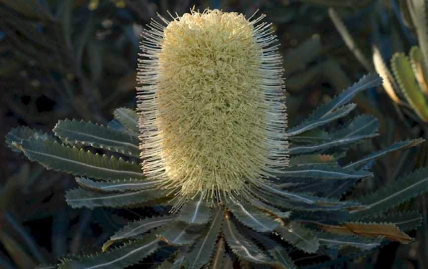 Joseph Banks Native Plants Reserve, Kareela, NSW