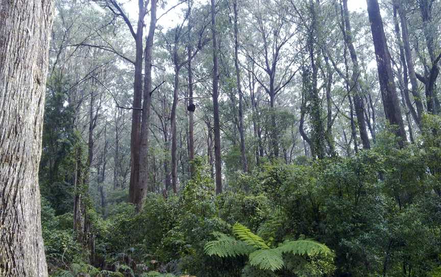 Monga National Park, Monga, NSW