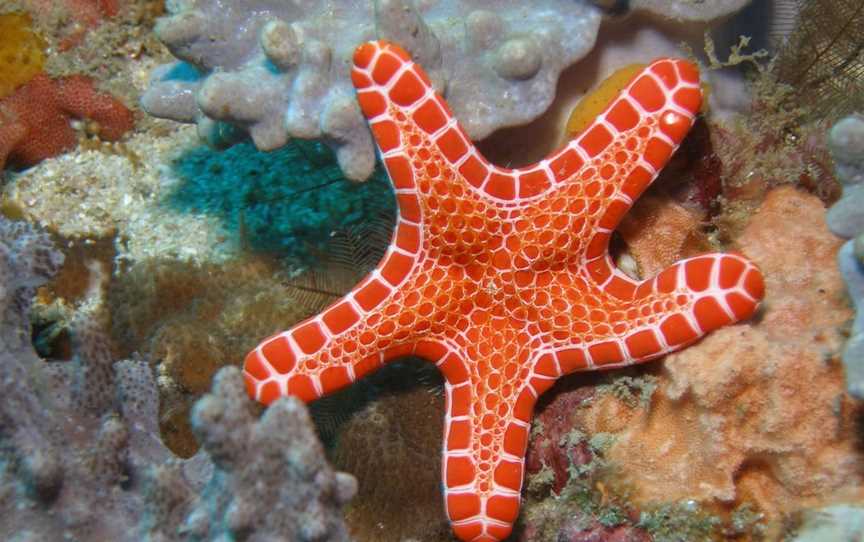 Coral Gardens Dive Site Mooloolaba, Mooloolaba, QLD