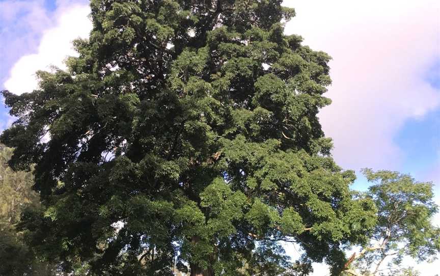 Big Fig Tree, Berry, NSW