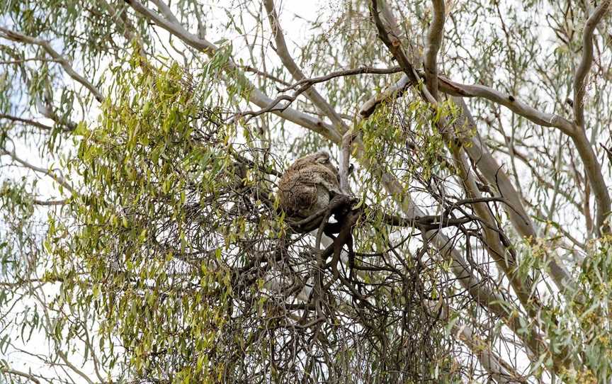 Koala Spotting Narrandera, Narrandera, NSW