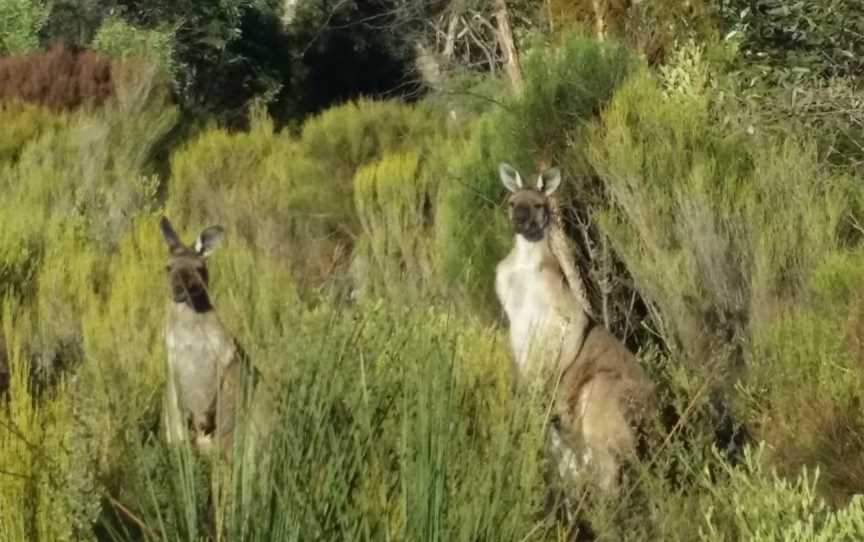 Ngarkat Conservation Park, Lameroo, SA