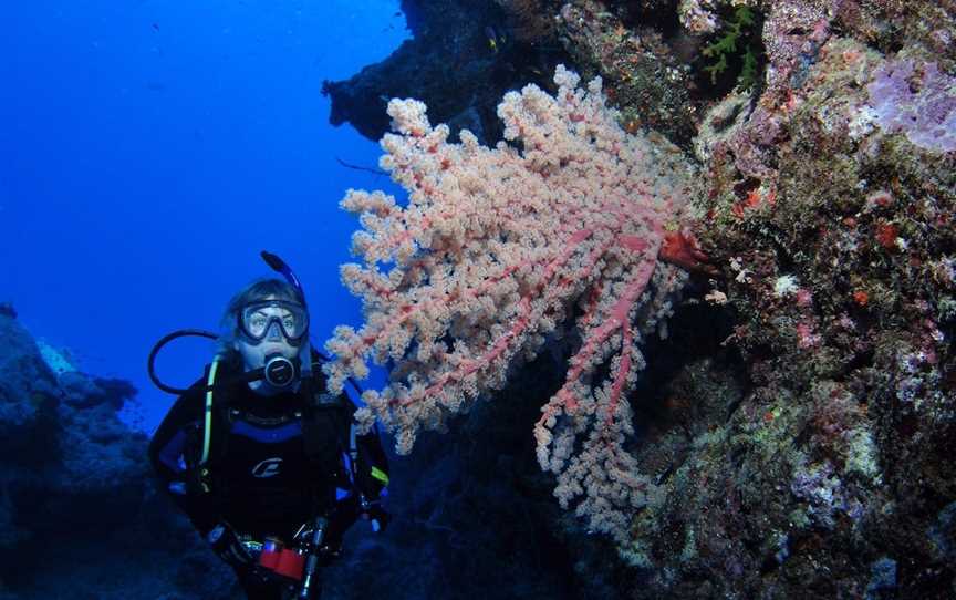 Norman Reef Dive Site, Port Douglas, QLD