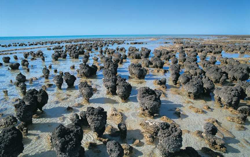Hamelin Pool Stromatolites, Hamelin Pool, WA
