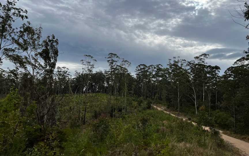 Pine Creek State Forest, Coffs Harbour, NSW