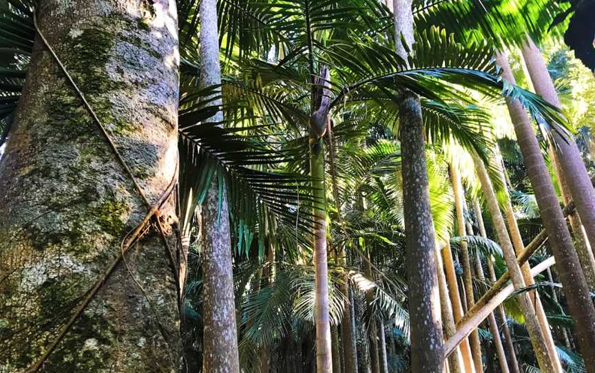 The Palms National Park, Cooyar, QLD
