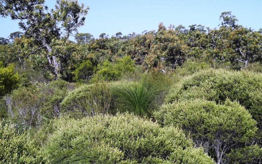 Pine Ridge Conservation Park, Runaway Bay, QLD