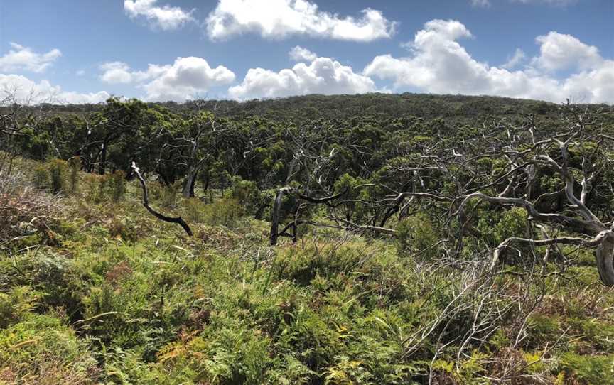 Mount Richmond National Park, Gorae, VIC