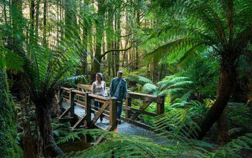 Yarra Ranges National Park, Reefton, VIC