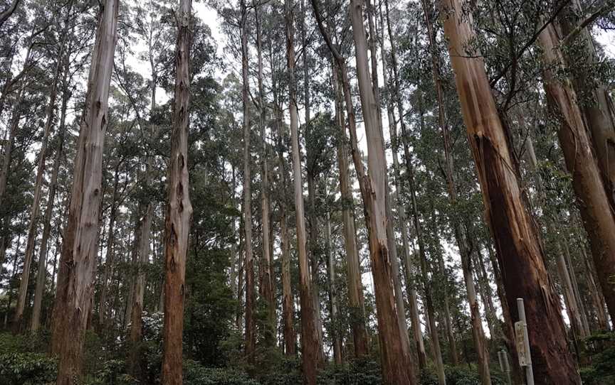 Mount Dandenong Arboretum, Mount Dandenong, VIC