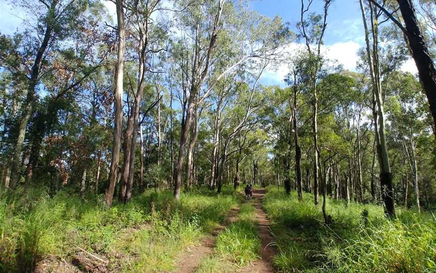 Samford Conservation Forest, Ferny Hills, QLD