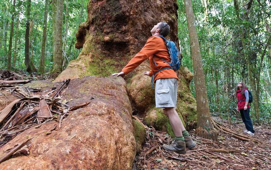 Orara East State Forest, Coffs Harbour, NSW