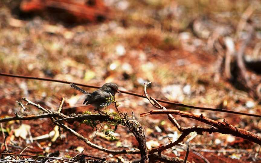Birdwatching in the South Burnett, Kingaroy, QLD