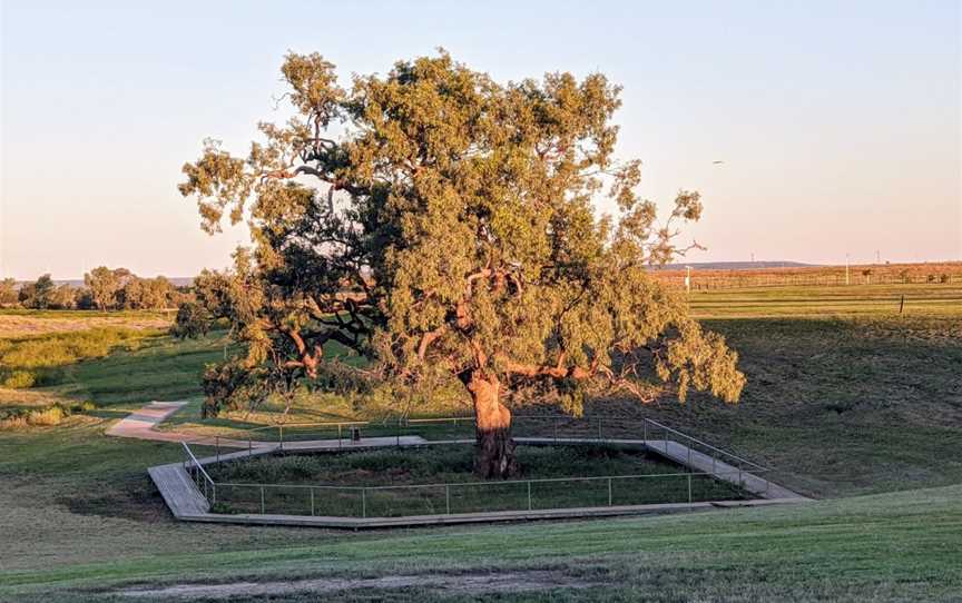Historic Coolabah Tree, Hughenden, QLD
