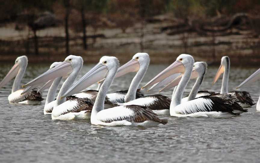 Adelaide International Bird Sanctuary National Park - Winaityinaityi Pangkara, St Kilda, SA
