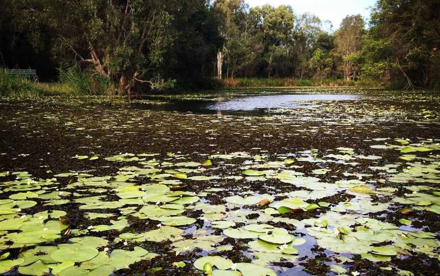 Baldwin Swamp Environmental Park, Bundaberg East, QLD