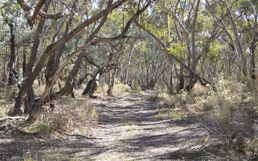 Buurree Walking Trail, Wattle Flat, NSW