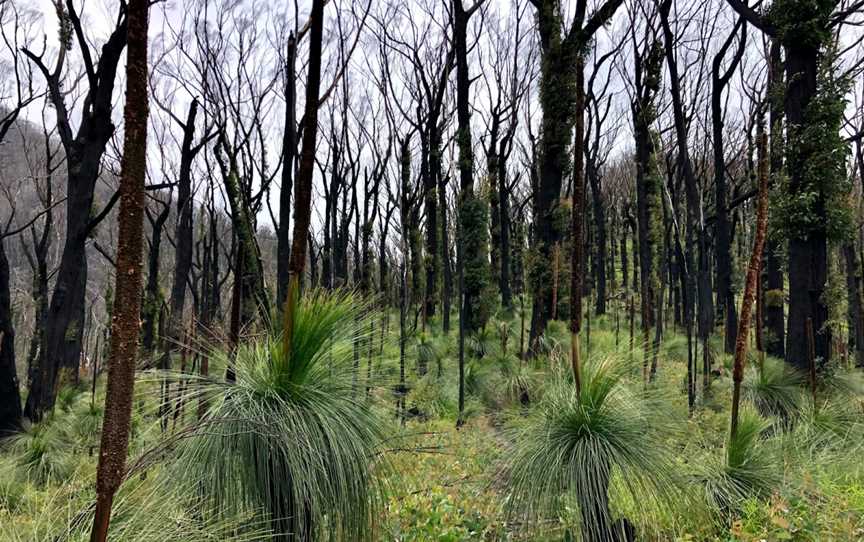 Mount Imlay National Park, Towamba, NSW