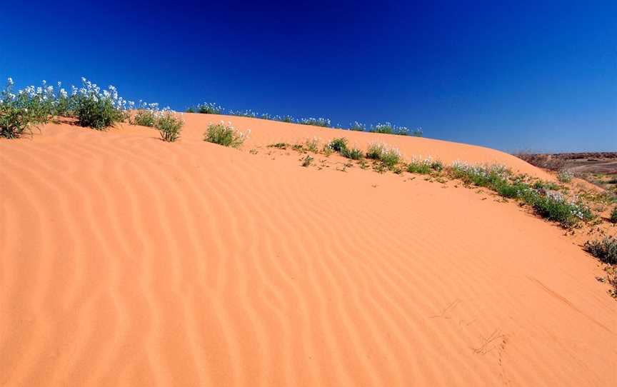 Munga-Thirri - Simpson Desert Conservation Park and Regional Reserve, Oodnadatta, SA