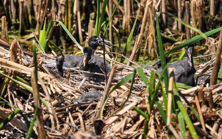 Gwydir Wetlands State Conservation Area Moree, Moree, NSW