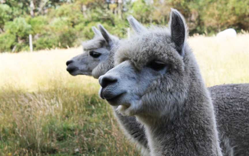 Great Ocean Road Wildlife Park, Princetown, VIC