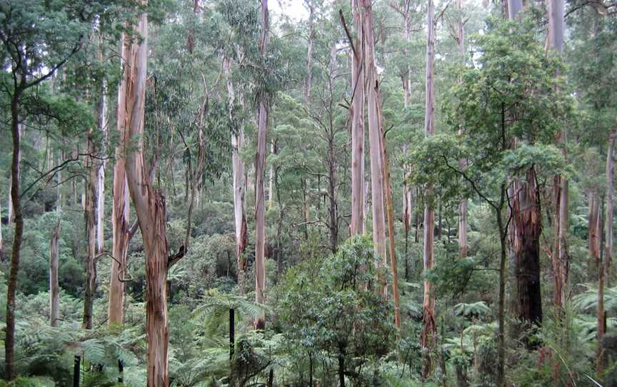 Sherbrooke Forest, Melbourne, VIC