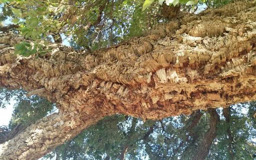 Historic Cork Tree, Tenterfield, NSW